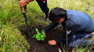 Diario HOY | Ola de calor: Plantar más árboles reduciría en un tercio muertes en verano