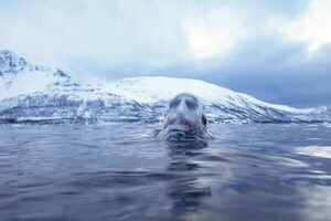 Guérin-Boëri baila con las orcas en las aguas heladas de Noruega  - Viajes - ABC Color