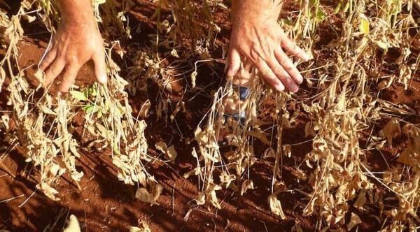 Sequía afecta gravemente a productores de San Pedro y Concepción que claman asistencia y refinanciación – Prensa 5