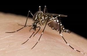 Conozca al chikungunya para hacerle frente | Lambaré Informativo