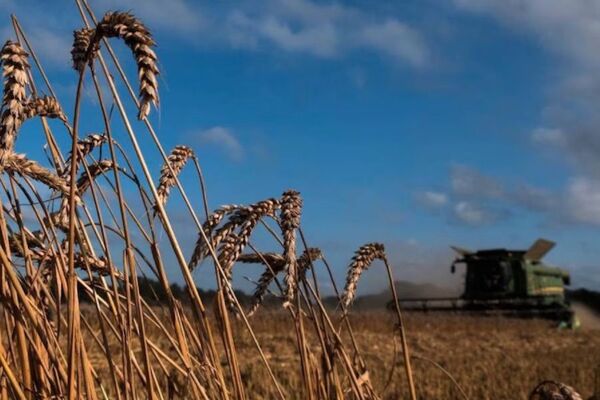 Industria aceitera nacional necesita más que un buen año agrícola para recuperarse