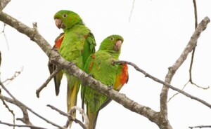 Actividad para la preservación de loros del Paraguay