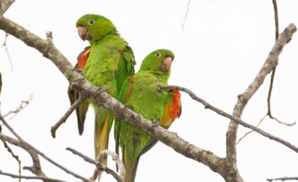 Actividad para la preservación de loros del Paraguay
