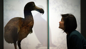 Diario HOY | Inician un proyecto para resucitar al pájaro dodo, extinto por la acción humana