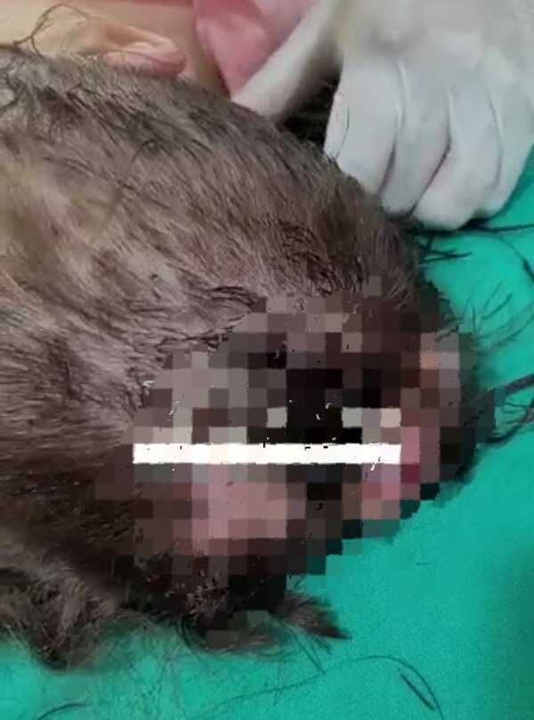 Caso niña agusanada en la cabeza: Fiscalía investiga a los padres - La Clave