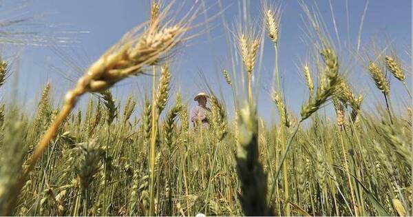 La Nación / Soja: estiman pérdidas de hasta 30% en la cosecha este año