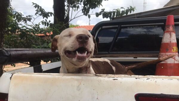 Reconoció a su Pitbull robado tras rescate de dos perros
