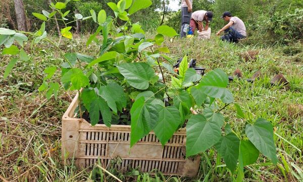 Reforestan orillas de un arroyo en Mallorquín