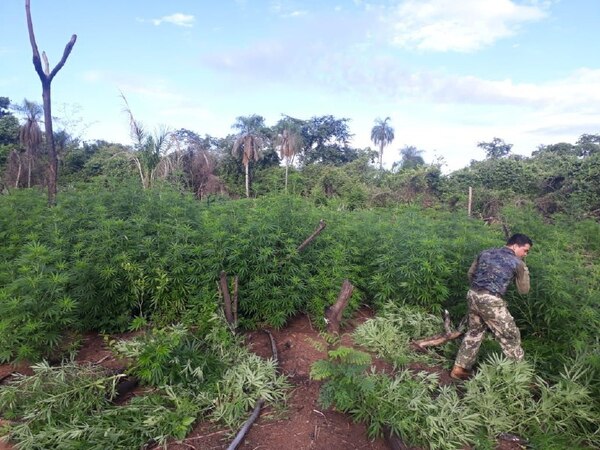 Diario HOY | Anulan plantación de marihuana por valor de USD 3,5 millones en Yby Yaú