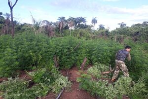 Anulan cultivos de marihuana valorados en 3,5 millones de dólares en Yby Yaú - Megacadena — Últimas Noticias de Paraguay