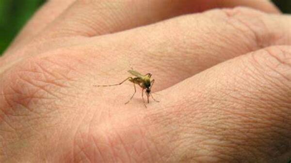 ¡Hesúkena! Secuelas de la chikungunya puede durar hasta años he'i