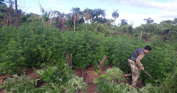 La Nación / Destruyen cultivos de marihuana valuados en US$ 3 millones