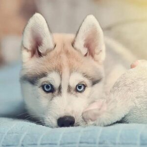Los perros de la raza husky requieren de omega 3 - Mascotas - ABC Color