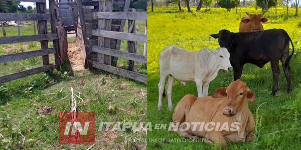 HURTARON 3 VACAS AL INTENDENTE DE SAN PEDRO DEL PARANÁ. - Itapúa Noticias