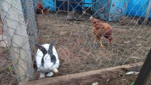 Animales, obligados a abandonar sus hábitats por obras en Costanera de Asunción - Nacionales - ABC Color