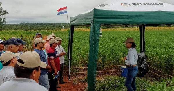 La Nación / Uso de biotecnología y rotación de cultivos diversifican la agricultura familiar