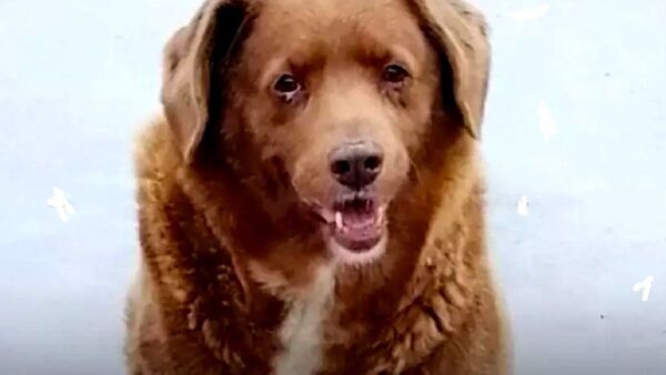 Bobi, el perro más longevo del mundo, rompe el récord de 30 años 