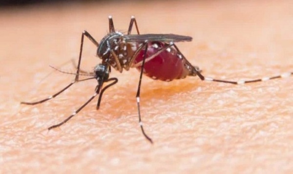 Salud confirma 11 fallecidos por chikungunya