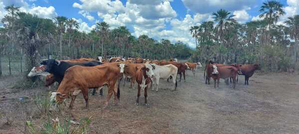 Recuperan 42 animales vacunos presuntamente hurtados en Fuerte Olimpo | 1000 Noticias