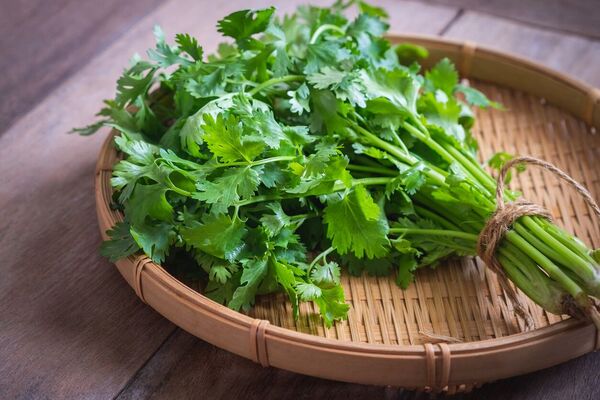 Por estas razones el cilantro es el mejor alimento para ayudar con la tiroides