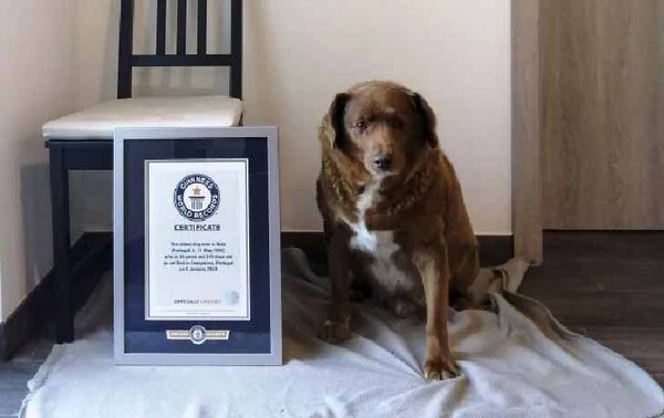 Bobi, el perro más longevo del mundo, rompe el récord de 30 años en Portugal – Prensa 5