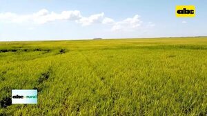 Rotación anual de arroz con soja en campos bajos - ABC Rural - ABC Color