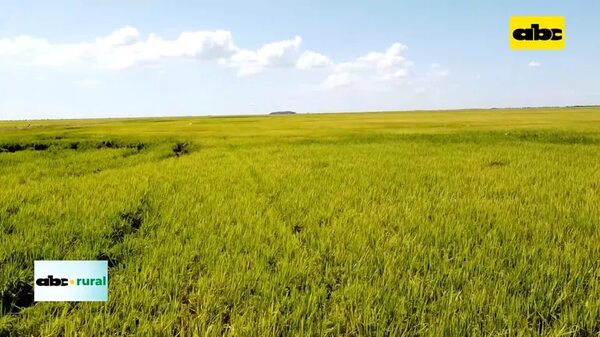 Rotación anual de arroz con soja en campos bajos - ABC Rural - ABC Color