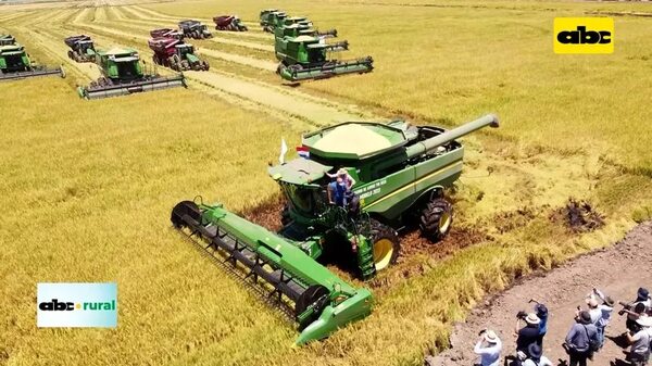 Cultivos en campos bajos Arroz Tio Nico y tecnología de cosecha - ABC Rural - ABC Color
