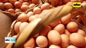 Importancia de la buena presentación de huevos   - ABC Rural - ABC Color