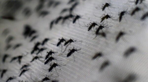 Diario HOY | Hospitales reorganizan atenciones ante aumento de febriles por chikunguña