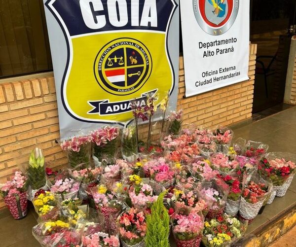 Incautan 81 plantas florales de ingreso irregular en Hernandarias