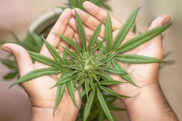 Marihuana: Avanza iniciativa para legalizar el consumo en Florida  - Mundo - ABC Color