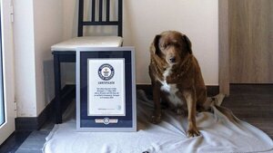 Bobi, el perro más longevo del mundo, rompe el récord de 30 años en Portugal