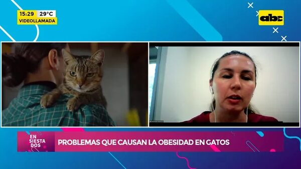 Los problemas que causan la obesidad en gatos - Ensiestados - ABC Color