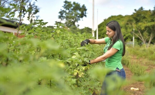 Produjeron más de 5.000 plantines medicinales durante enero