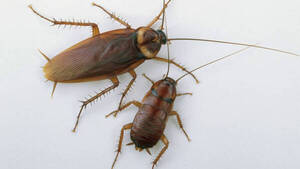 Actor preguntó ¿qué función cumple la cucaracha en nuestras vidas?
