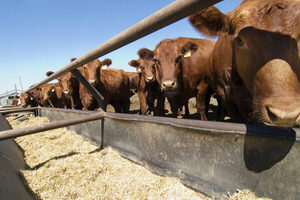 Stock de vacas de razas carniceras en EE.UU. alcanzó los niveles más bajos en 61 años