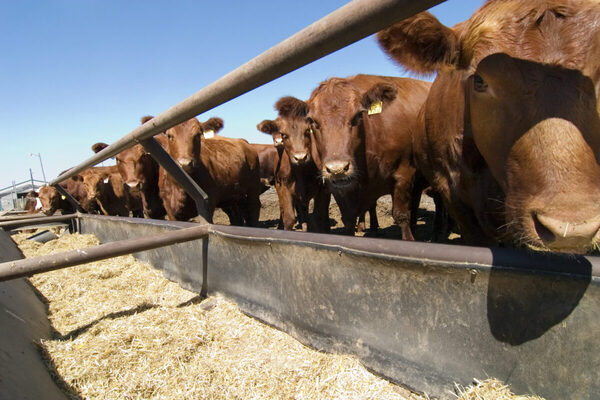 Stock de vacas de razas carniceras en EE.UU. alcanzó los niveles más bajos en 61 años