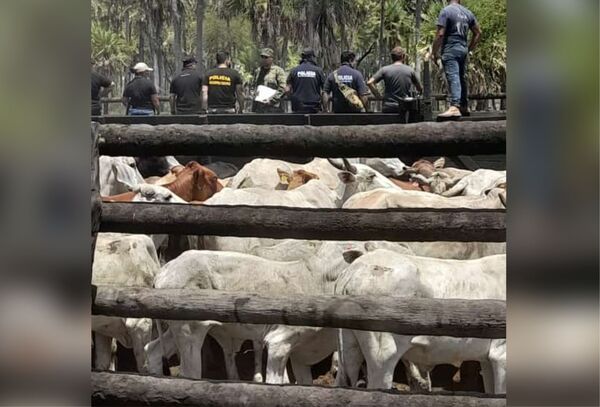 Presunto abigeato: Recuperan más de 100 ganados de una estancia en Villa Hayes - Megacadena — Últimas Noticias de Paraguay