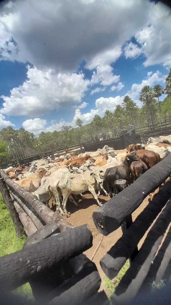 Recuperan más de un centenar de animales vacunos en el Chaco | 1000 Noticias