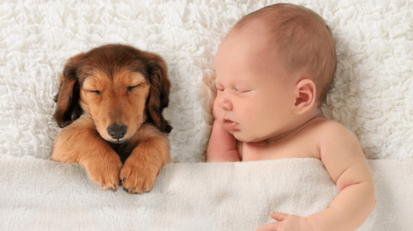 Diario HOY | ¿Es buena idea tener mascotas en casa con recién nacidos?