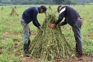 Productores de sésamo inician cosecha de la temporada - Nacionales - ABC Color