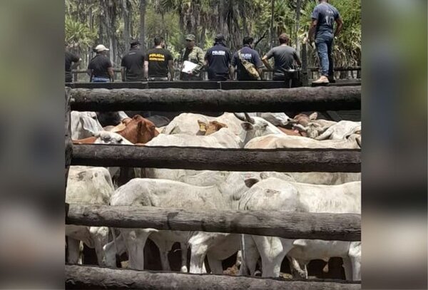Presunto abigeato: Recuperan más de 100 ganados de una estancia en Villa Hayes