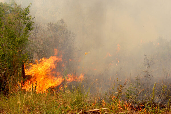 Argentina refuerza medios para combatir incendios en parque nacional Alerces - El Independiente