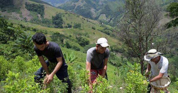 La Nación / Raspachines, el eslabón más débil del narcotráfico en Colombia