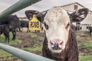 Australia aumentará exportaciones de carne vacuna en 160 mil toneladas en 2023