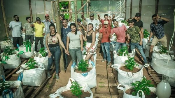 Cooperativa de Cannabis invita a la ciudadanía a participar de la cosecha de marihuana - Economía - ABC Color