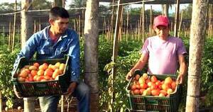 La Nación / Productores perciben mejor precio por el tomate