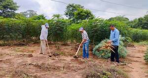 La Nación / Tres reos de Emboscada planean cultivar 1.200 kilos de mandioca