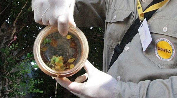 Diario HOY | Salud reitera la importancia de eliminar criaderos de mosquitos